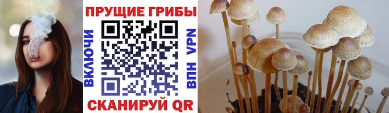 Псилоцибиновые грибы GOLDEN TEACHER  hydra   Циолковский  закладки 